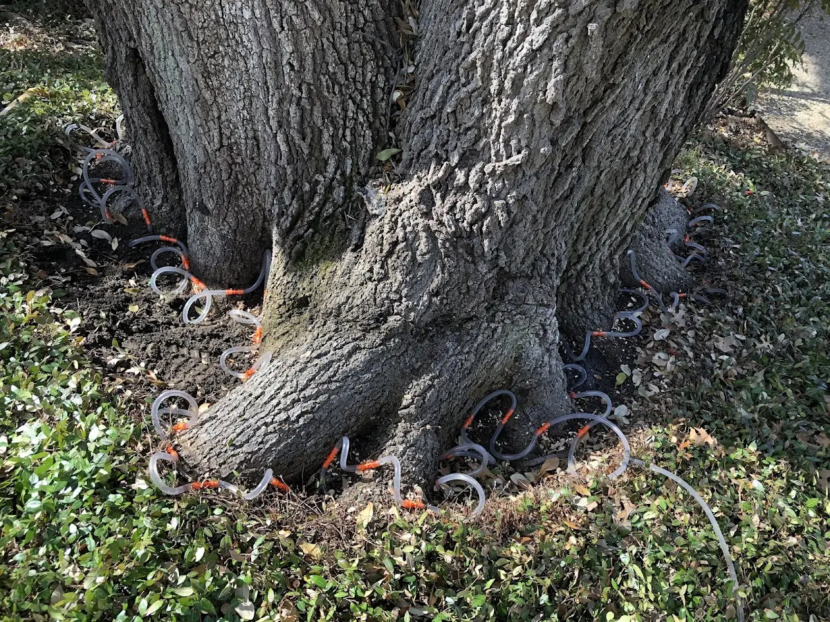 Detailed Tree Cabling and Bracing job site in Mazomanie