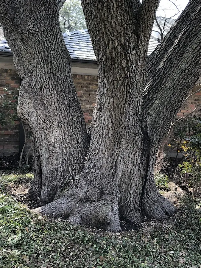 Mature heritage tree close to a Mazomanie property cared for by certified arborists